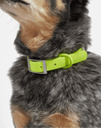 Adjustable Pet Collar – Durable & Comfortable for Dogs & Cats