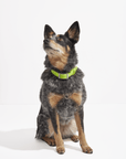 Adjustable Pet Collar – Durable & Comfortable for Dogs & Cats