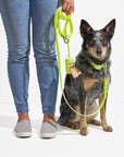 Adjustable Pet Collar – Durable & Comfortable for Dogs & Cats