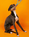 Braided Rope Stick Tug Dog Toy – Color Clash, Durable & Interactive