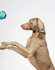 Color Clash Knotted Ball Dog Toy – Durable & Interactive Chew Toy