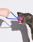 Color Clash Rope Tug Dog Toy – Durable & Interactive Chew Toy