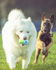 Rolling Treat Ball – Interactive Silicone Dog Toy