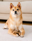 Bacon Dog Chew Bone Toy – Tasty & Durable Chew Toy for Dogs