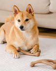 Bacon Dog Chew Bone Toy – Tasty & Durable Chew Toy for Dogs