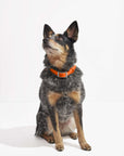 Adjustable Pet Collar – Durable & Comfortable for Dogs & Cats