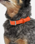 Adjustable Pet Collar – Durable & Comfortable for Dogs & Cats