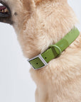 Adjustable Pet Collar – Durable & Comfortable for Dogs & Cats