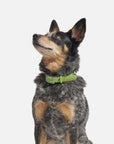 Adjustable Pet Collar – Durable & Comfortable for Dogs & Cats
