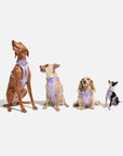 Adjustable Pet Harness – Comfortable & Secure for Dogs & Cats