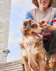 Adjustable Pet Harness – Comfortable & Secure for Dogs & Cats
