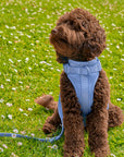 Adjustable Pet Harness – Comfortable & Secure for Dogs & Cats