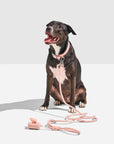 Hands-Free Collar Walk Kit - Pawhearth