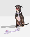 Hands-Free Collar Walk Kit - Pawhearth