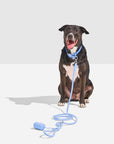 Hands-Free Collar Walk Kit - Pawhearth