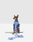 Hands-Free Harness Walk Kit - Pawhearth