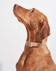 Adjustable Pet Collar – Durable & Comfortable for Dogs & Cats