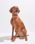 Adjustable Pet Collar – Durable & Comfortable for Dogs & Cats