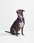 Adjustable Pet Collar – Durable & Comfortable for Dogs & Cats