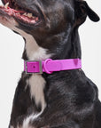 Adjustable Pet Collar – Durable & Comfortable for Dogs & Cats