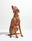 Adjustable Pet Harness – Comfortable & Secure for Dogs & Cats