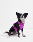 Adjustable Pet Harness – Comfortable & Secure for Dogs & Cats
