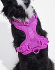 Adjustable Pet Harness – Comfortable & Secure for Dogs & Cats