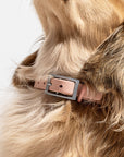 Adjustable Pet Collar – Durable & Comfortable for Dogs & Cats