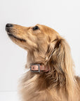 Hands-Free Collar Walk Kit - Pawhearth
