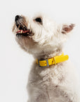Adjustable Pet Collar – Durable & Comfortable for Dogs & Cats