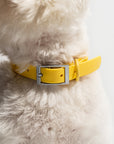 Adjustable Pet Collar – Durable & Comfortable for Dogs & Cats