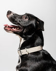Adjustable Pet Collar – Durable & Comfortable for Dogs & Cats