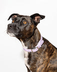 Adjustable Pet Collar – Durable & Comfortable for Dogs & Cats