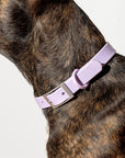 Hands-Free Collar Walk Kit - Pawhearth
