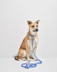 Adjustable Pet Collar – Durable & Comfortable for Dogs & Cats
