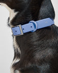 Hands-Free Collar Walk Kit - Pawhearth