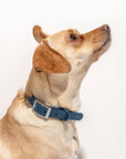 Adjustable Pet Collar – Durable & Comfortable for Dogs & Cats