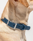 Hands-Free Collar Walk Kit - Pawhearth