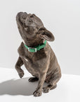 Adjustable Pet Collar – Durable & Comfortable for Dogs & Cats