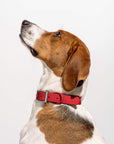 Adjustable Pet Collar – Durable & Comfortable for Dogs & Cats