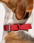 Adjustable Pet Collar – Durable & Comfortable for Dogs & Cats