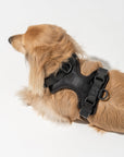 Hands-Free Harness Walk Kit - Pawhearth