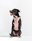 Hands-Free Harness Walk Kit - Pawhearth