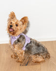Adjustable Pet Harness – Comfortable & Secure for Dogs & Cats