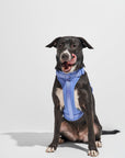 Adjustable Pet Harness – Comfortable & Secure for Dogs & Cats