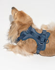 Hands-Free Harness Walk Kit - Pawhearth