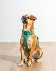 Adjustable Pet Harness – Comfortable & Secure for Dogs & Cats