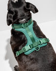 Adjustable Pet Harness – Comfortable & Secure for Dogs & Cats