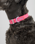 Adjustable Pet Collar – Durable & Comfortable for Dogs & Cats