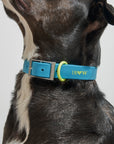 Adjustable Pet Collar – Durable & Comfortable for Dogs & Cats